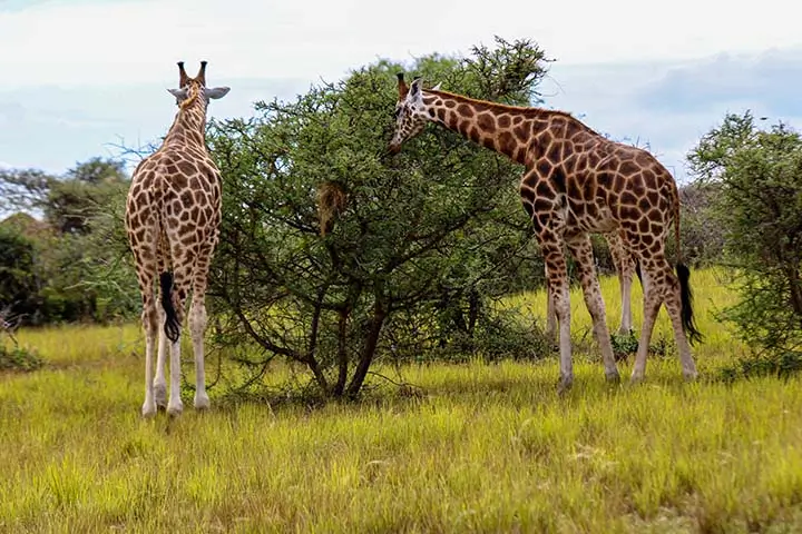 Giraffes Feeding